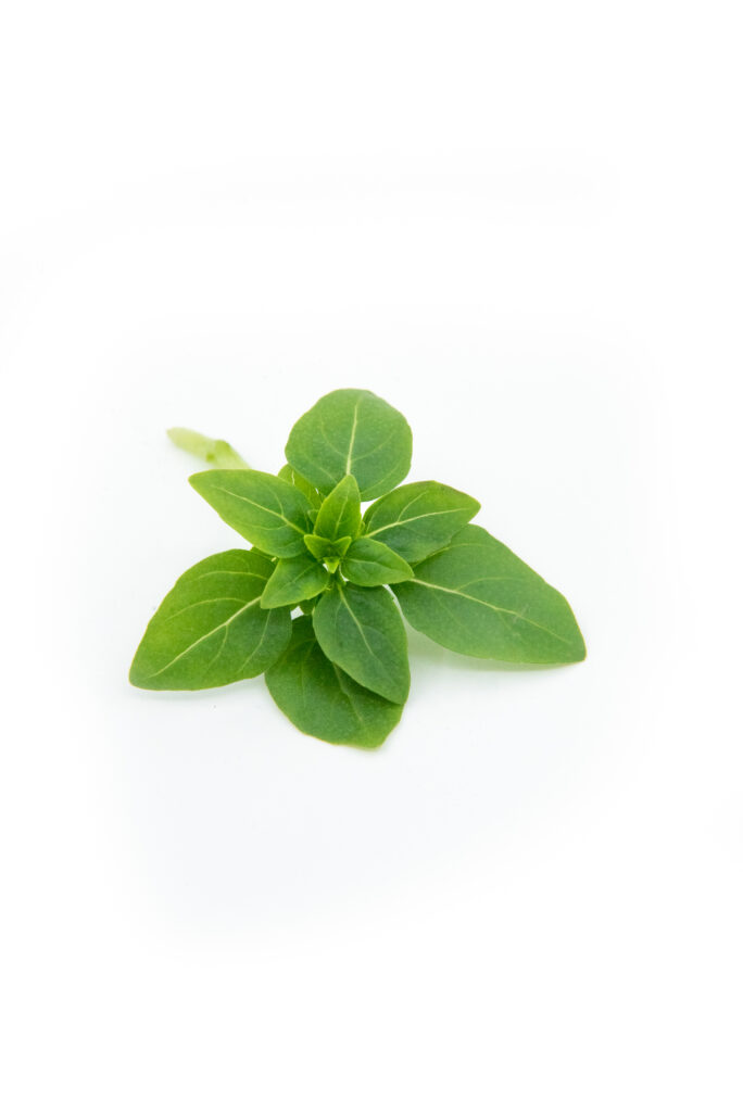 greek basil
