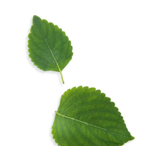Shiso green - leaves 0 alt text