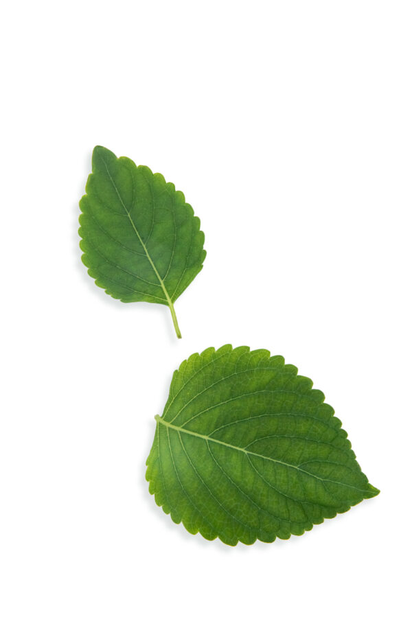 Shiso green - leaves 0 alt text