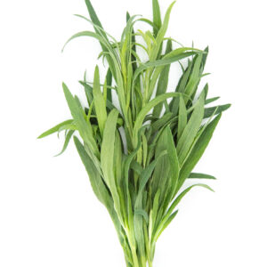 Tarragon Mexican - Dragon Mexicaanse