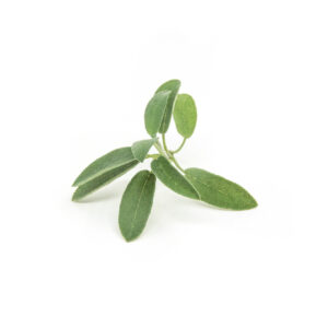Sage - Salie