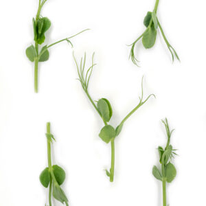 Pea shoots — Erwtenscheuten