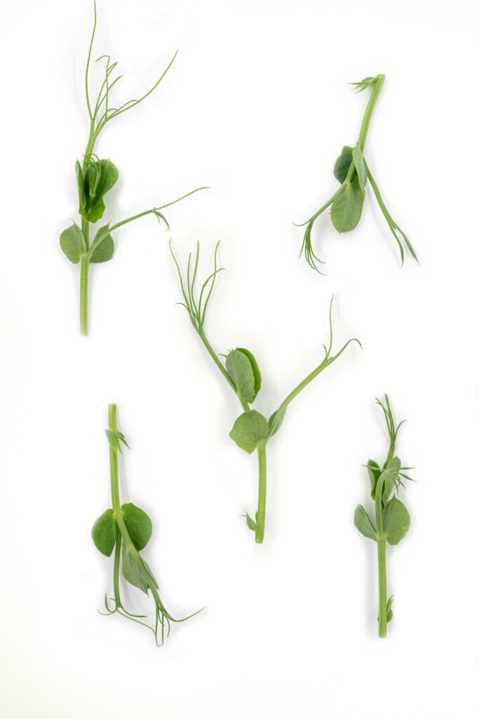 pea shoots