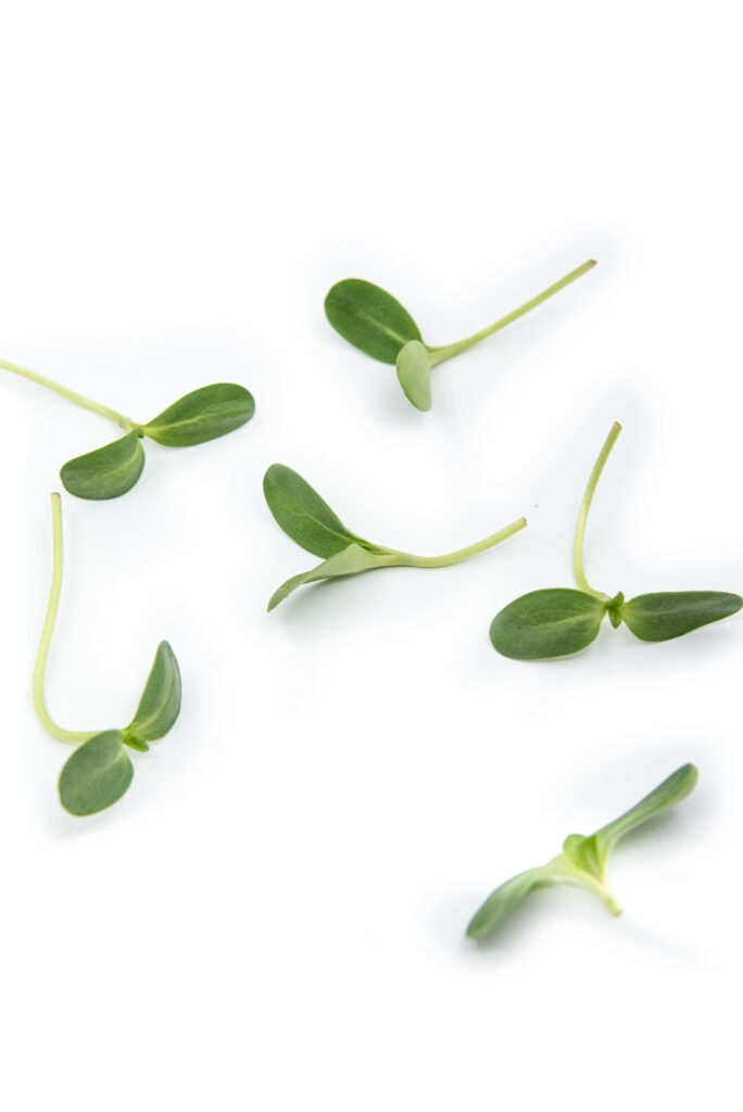 sunflower shoots