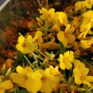 Edible Flowers / eetbare bloemen