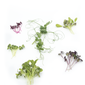 Microgreens (mix)