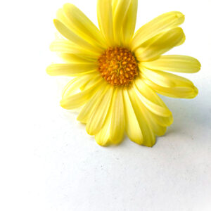 Calendula - Goudsbloem