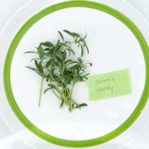 Summer Savory