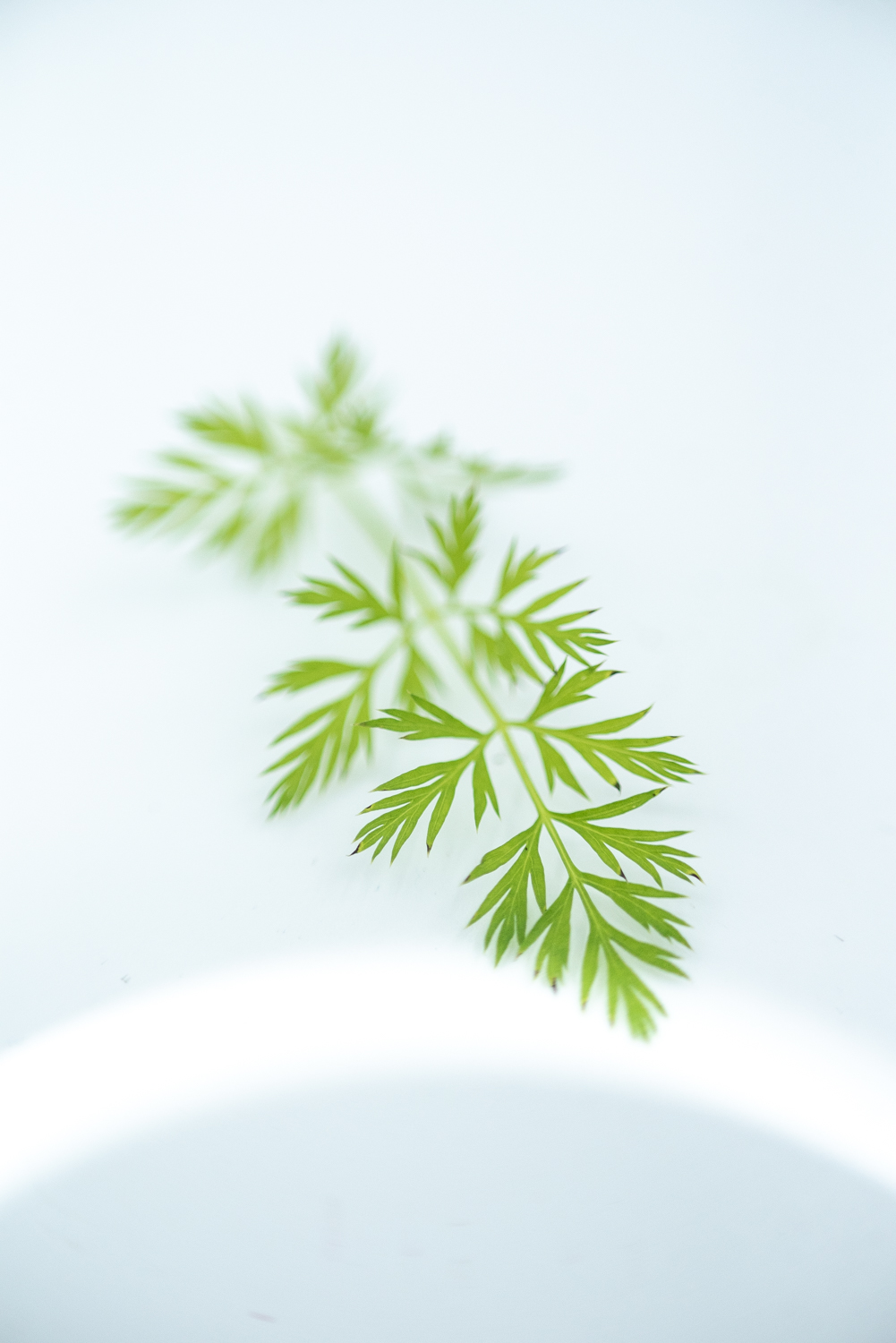 Wortelkers - Afbeelding 4