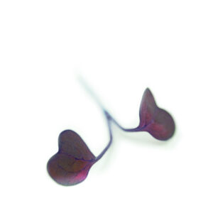 Radijsscheuten - Rioja