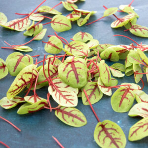 Sorrel red veined — Mosterdblad zuring - Afbeelding 3