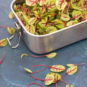 Sorrel red veined — Mosterdblad zuring - Afbeelding 2