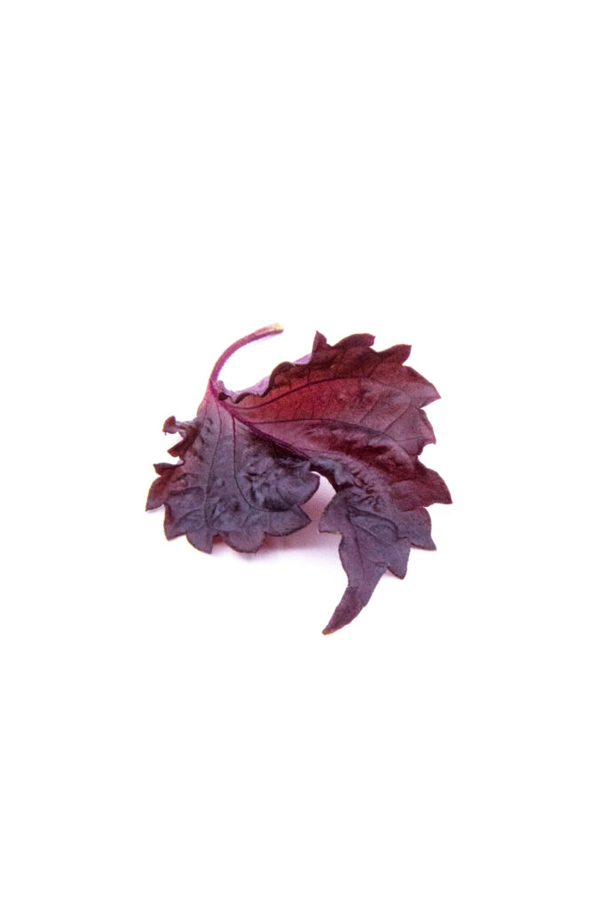 shiso red