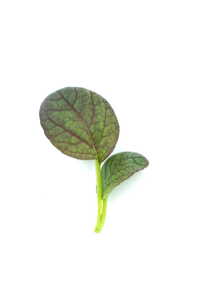 Pak choi rubi