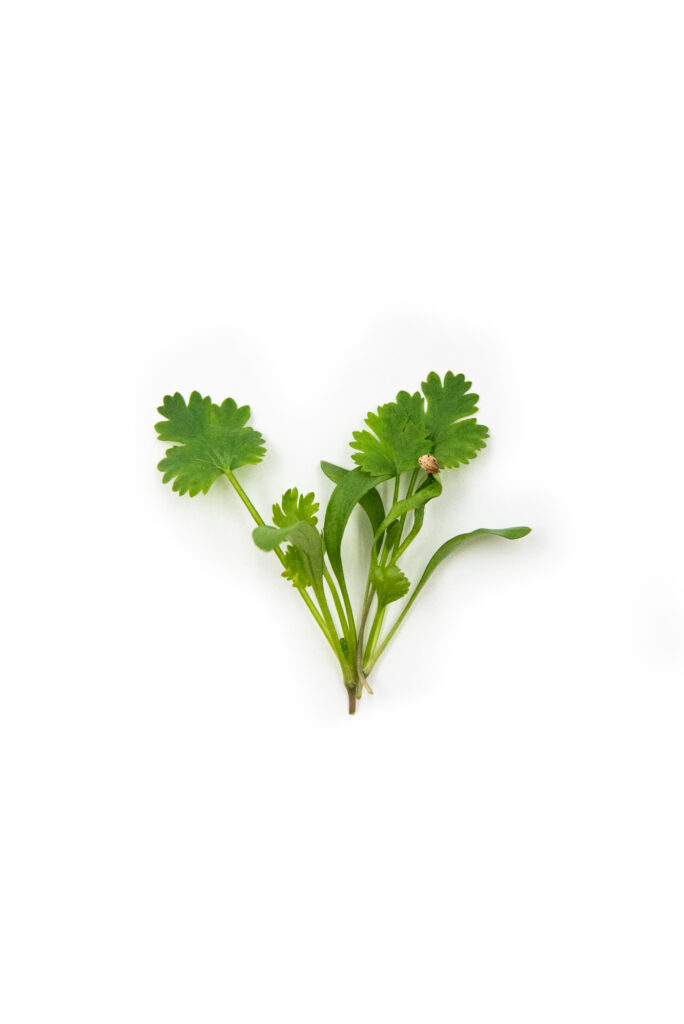 coriander micro
