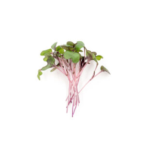 Red Cabbage Microgreens