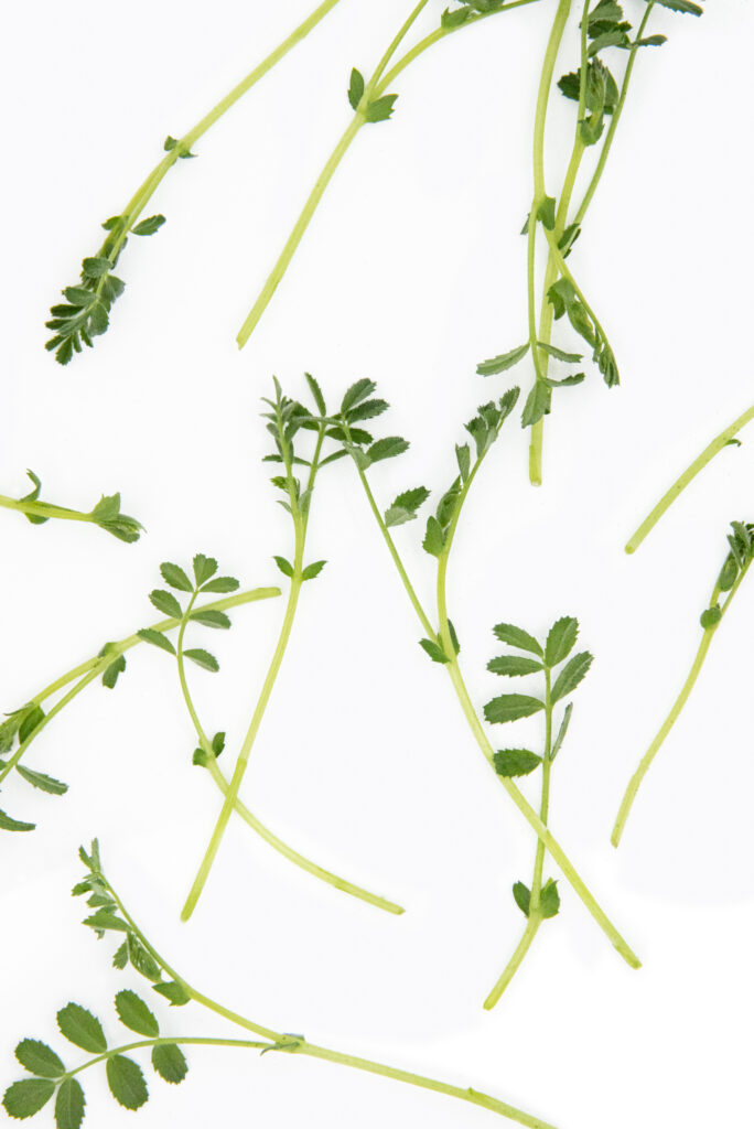 chikpea shoots