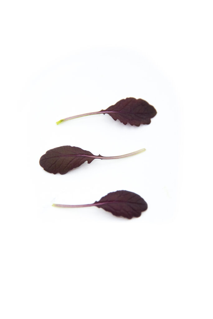 Red carpet - mustard