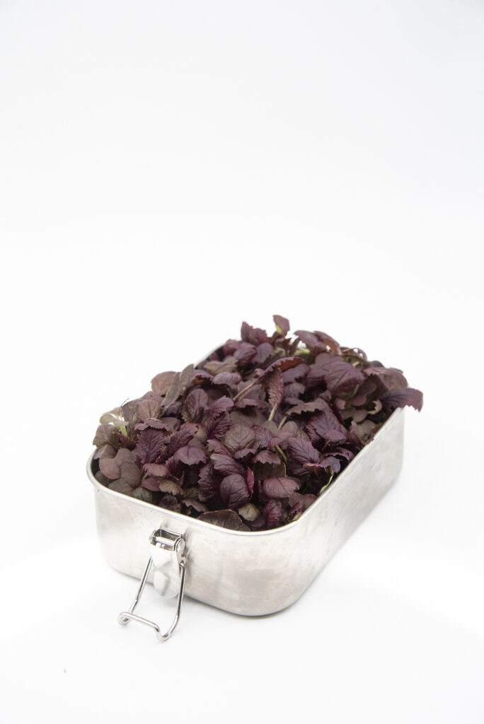 red carpet - mustard - salad