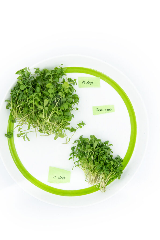 Greek cress