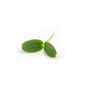 Mellon cress