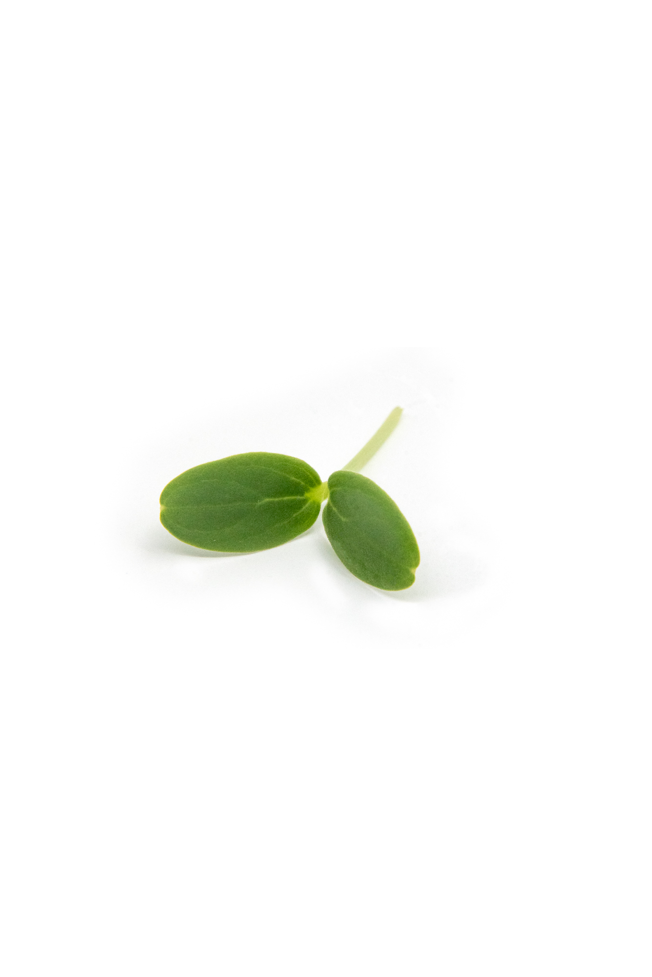 Mellon cress