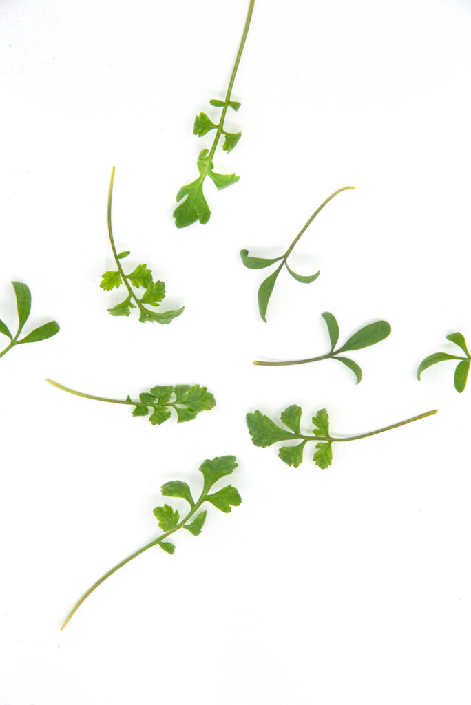 Greek cress