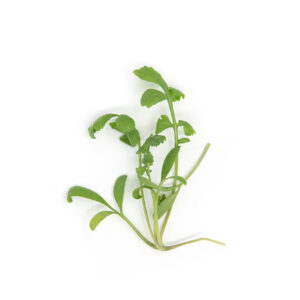 Greek cress - Griekse kers
