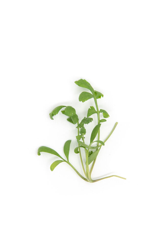Greek cress