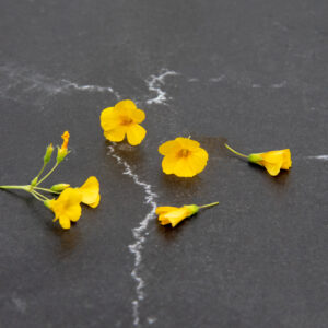 Lemon clover flowers