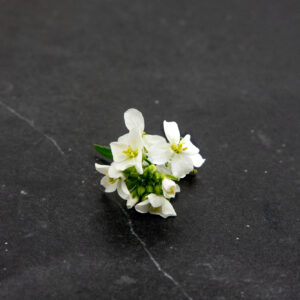 scorpion-rocket-flower