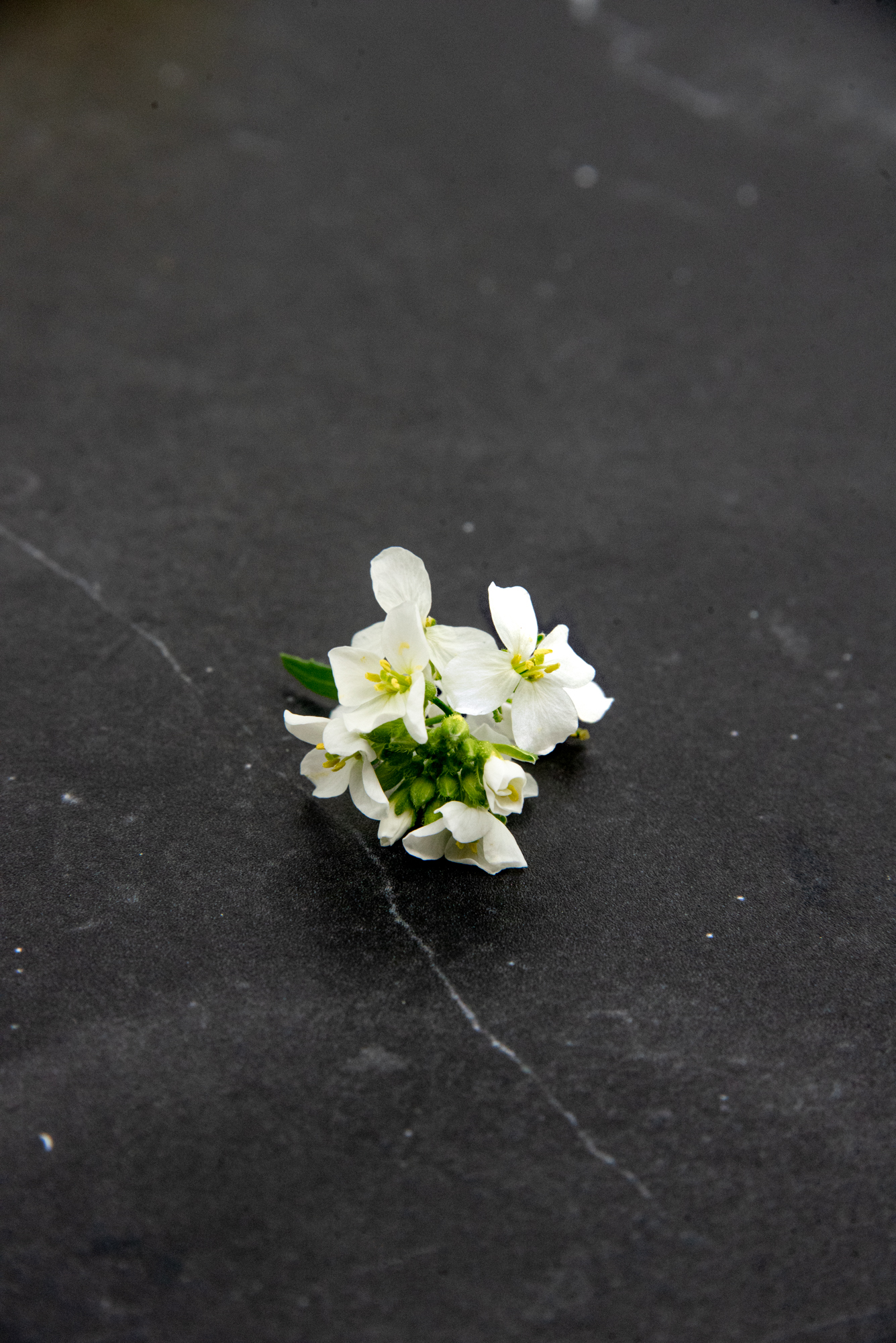 scorpion-rocket-flower