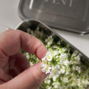 Scorpion rocket flower - Scorpion rucola bloem