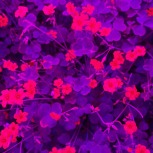 Lemon clover flowers