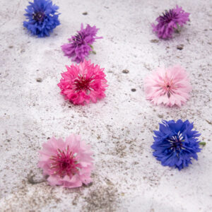 Corn Flower - Koren bloem