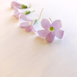 Oxalis flower pink