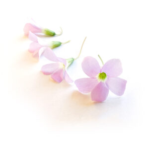 Oxalis flower pink