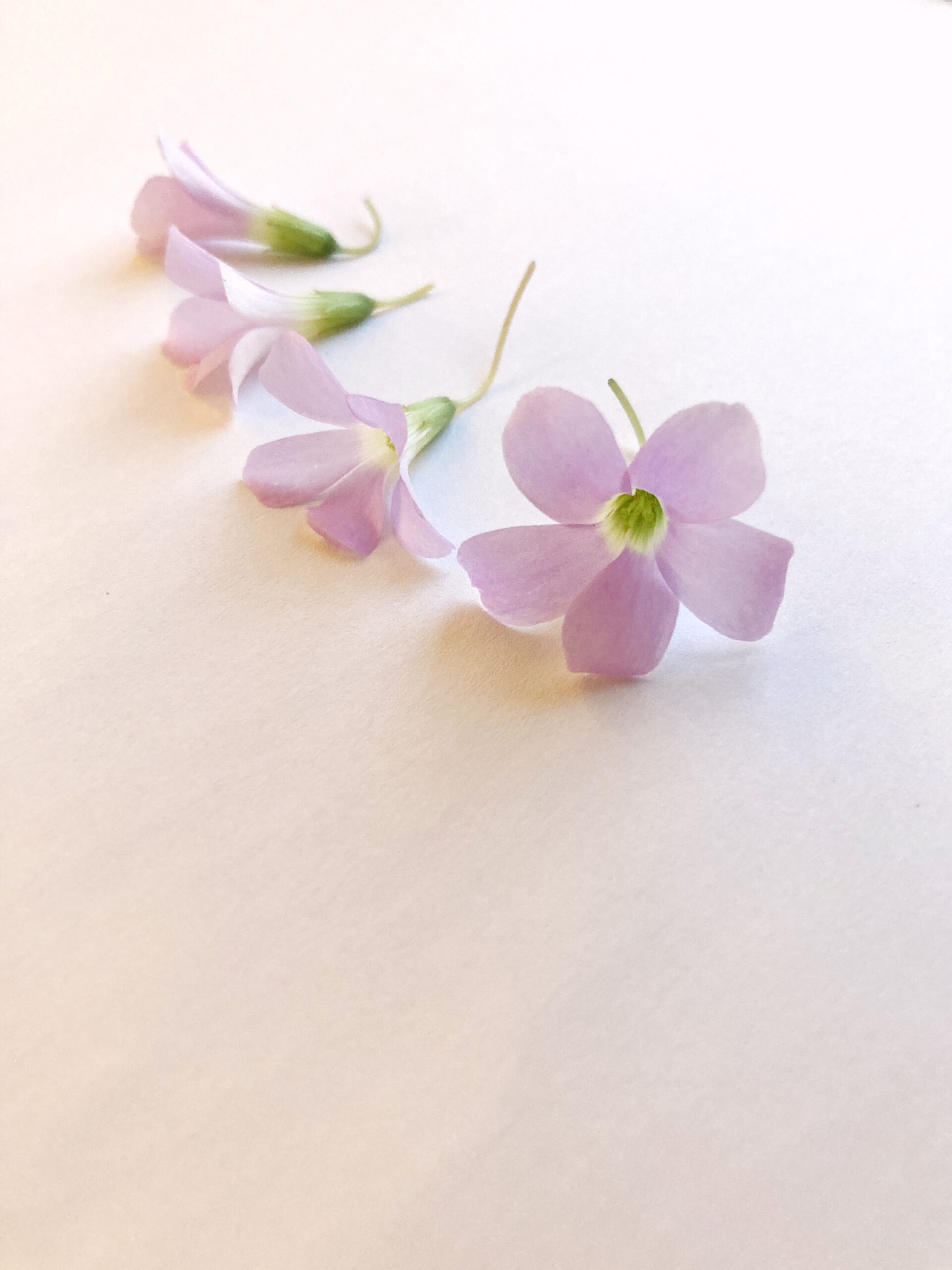 Oxalis flower pink