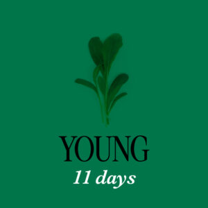 Mibuna 11D - Mustard Salad - Young