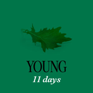 Mizuna 11 D - Mustard Salad