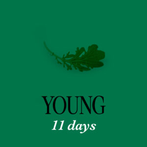 Green Mustard Salad 11D - Young