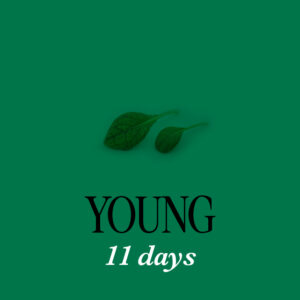 Red Giant 11D - Mustard Salad