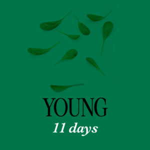 Red Lion 11D - Mustard Salad