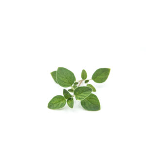 Oregano