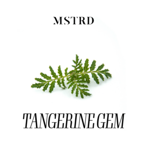 MSTRD - TANGERINE GEM