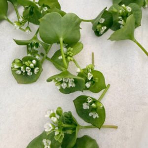 Miner’s postelein flower - white - 30st