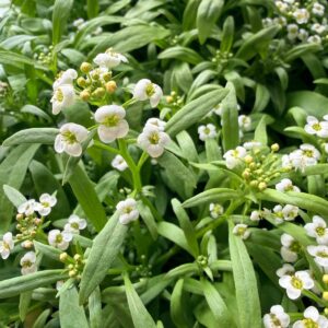 Alyssum - wit - 30st