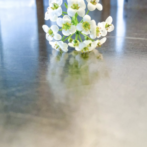 Alyssum - wit - 30st
