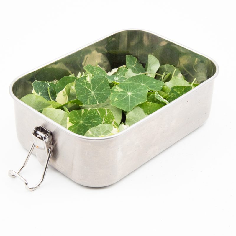 oost Indische kers - OIK